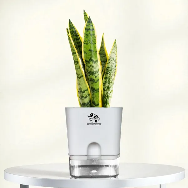 Snake_Plant_Laurentii_In_Self_Watering_Pot