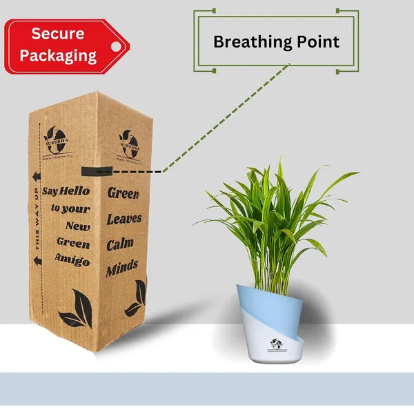 Areca_Palm_Live_Plant_In_Self_Watering_Pot