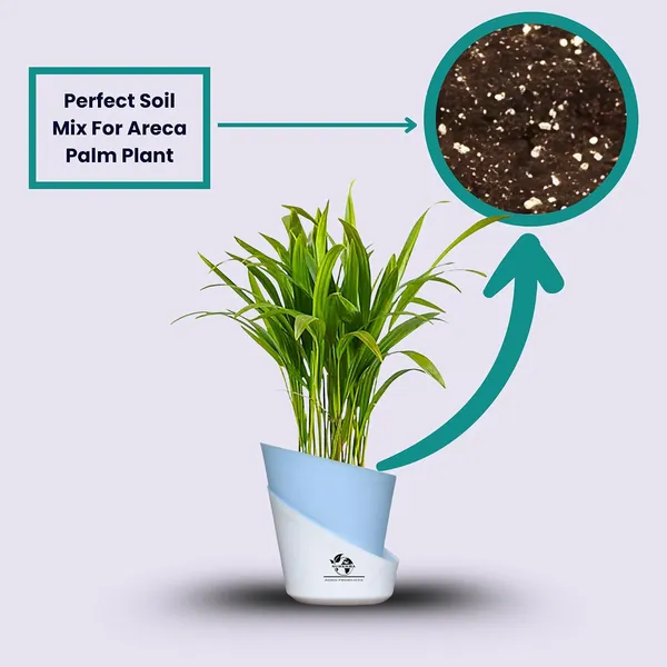 Areca_Palm_Live_Plant_In_Self_Watering_Pot