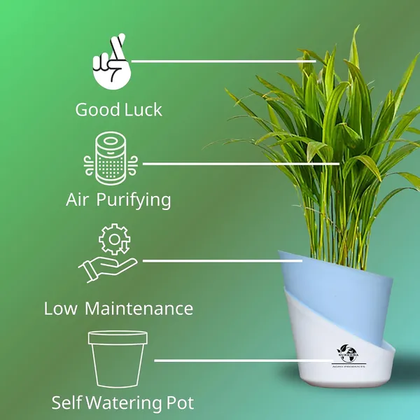Areca_Palm_Live_Plant_In_Self_Watering_Pot