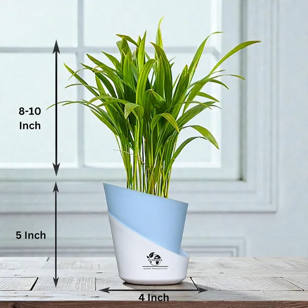 Areca_Palm_Live_Plant_In_Self_Watering_Pot
