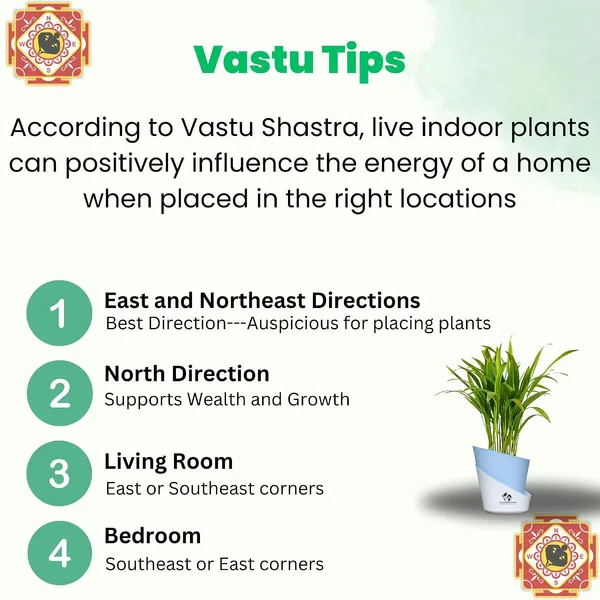 Areca_Palm_Live_Plant_In_Self_Watering_Pot
