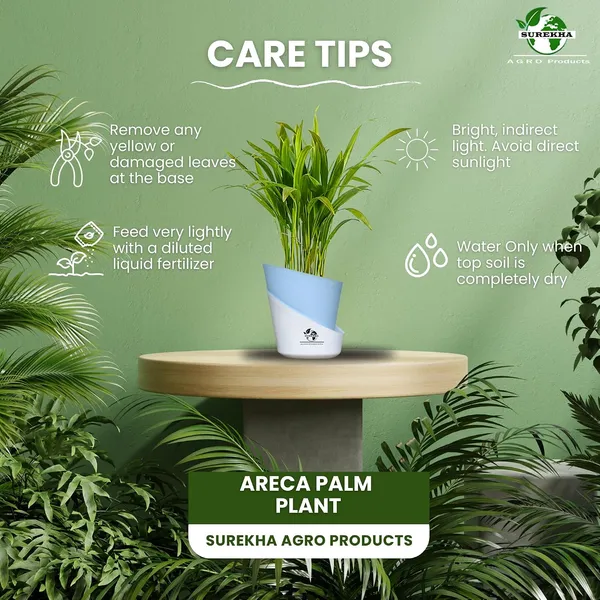 Areca_Palm_Live_Plant_In_Self_Watering_Pot