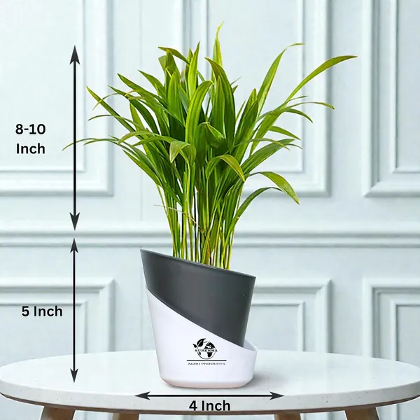 Areca_Palm_Live_Plant_In_Self_Watering_Pot