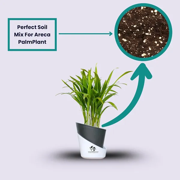 Areca_Palm_Live_Plant_In_Self_Watering_Pot