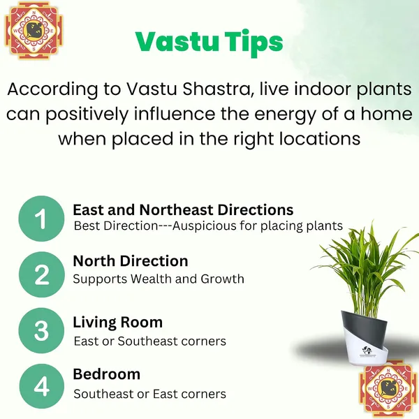 Areca_Palm_Live_Plant_In_Self_Watering_Pot