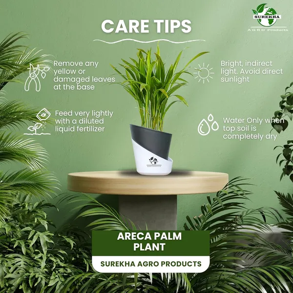 Areca_Palm_Live_Plant_In_Self_Watering_Pot