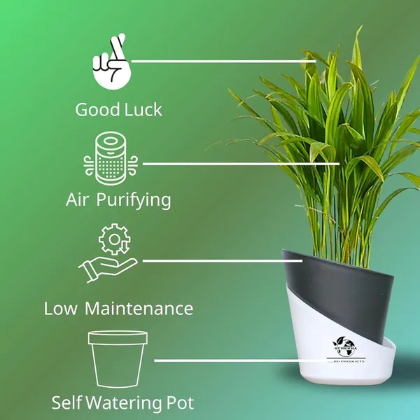 Areca_Palm_Live_Plant_In_Self_Watering_Pot