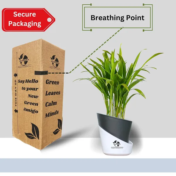 Areca_Palm_Live_Plant_In_Self_Watering_Pot