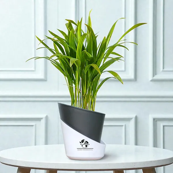 Areca_Palm_Live_Plant_In_Self_Watering_Pot