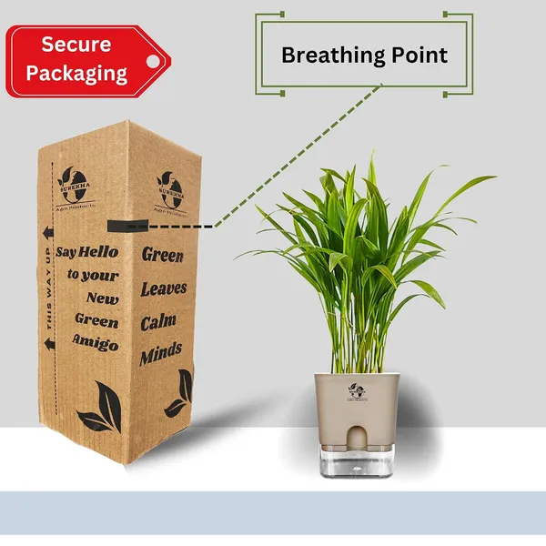 Areca_Palm_Live_Indoor_Plant_In_Self_Watering_Pot