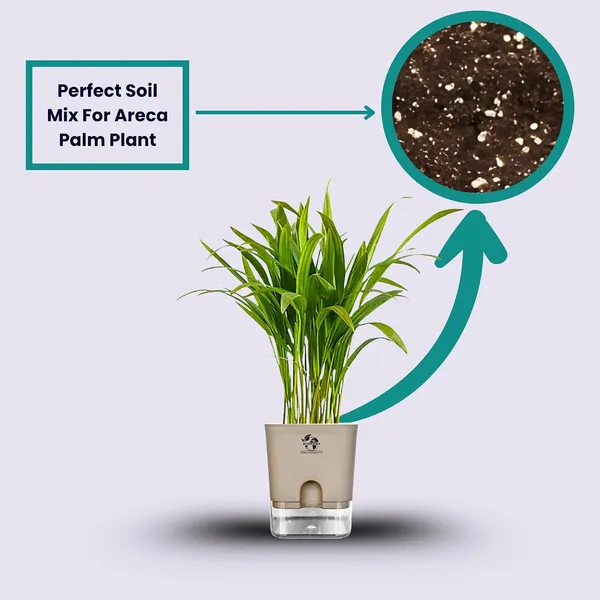 Areca_Palm_Live_Indoor_Plant_In_Self_Watering_Pot