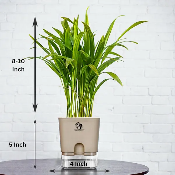 Areca_Palm_Live_Indoor_Plant_In_Self_Watering_Pot