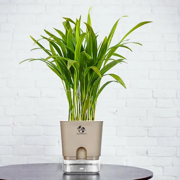 Areca_Palm_Live_Indoor_Plant_In_Self_Watering_Pot