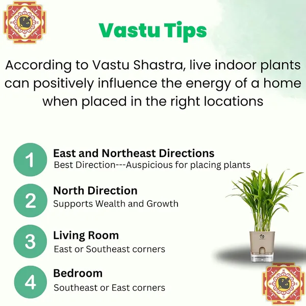 Areca_Palm_Live_Indoor_Plant_In_Self_Watering_Pot