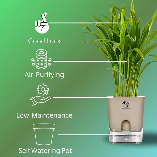 Areca_Palm_Live_Indoor_Plant_In_Self_Watering_Pot