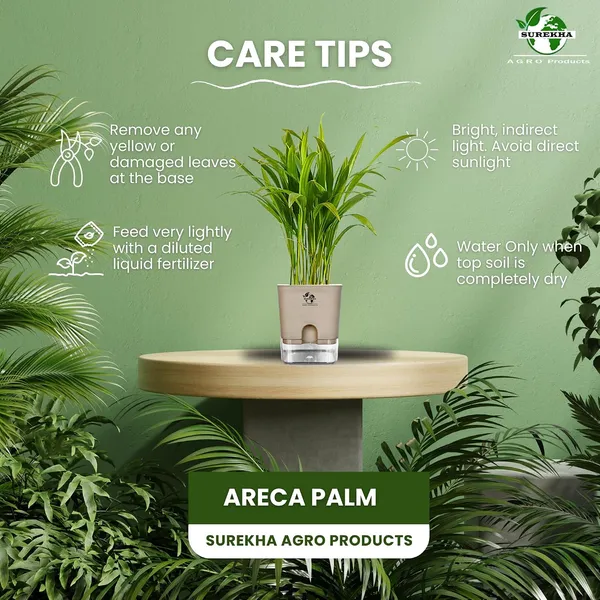 Areca_Palm_Live_Indoor_Plant_In_Self_Watering_Pot