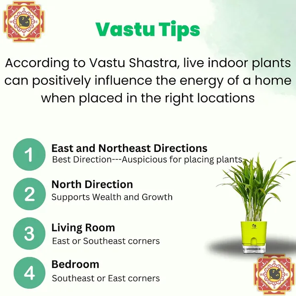 Areca_Palm_In_Self_Watering_Pot