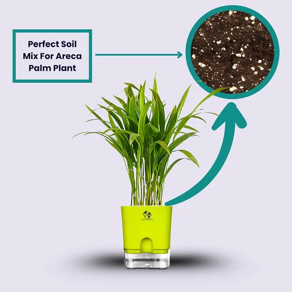 Areca_Palm_In_Self_Watering_Pot