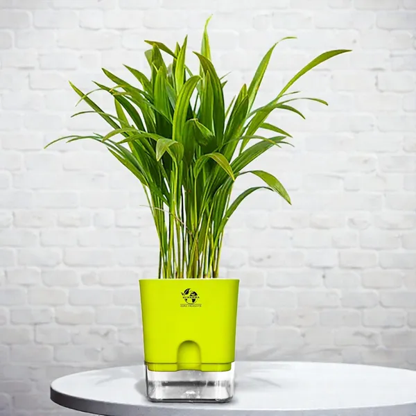 Areca_Palm_In_Self_Watering_Pot