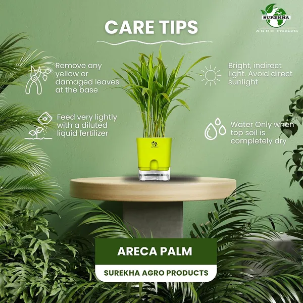 Areca_Palm_In_Self_Watering_Pot