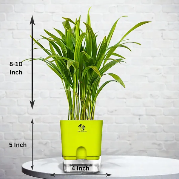 Areca_Palm_In_Self_Watering_Pot