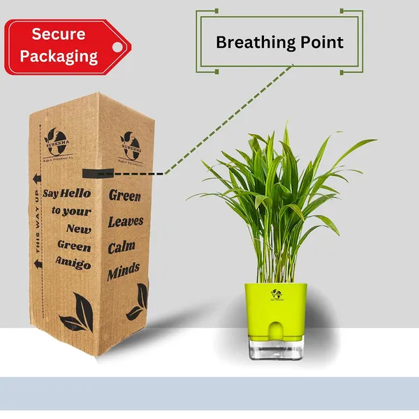 Areca_Palm_In_Self_Watering_Pot