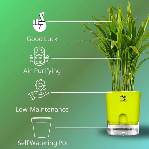 Areca_Palm_In_Self_Watering_Pot