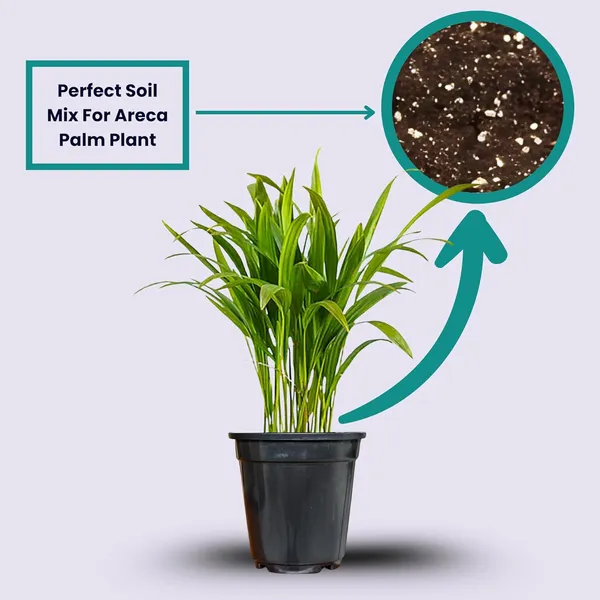 Areca_Palm_Indoor_Plant_With_Pot