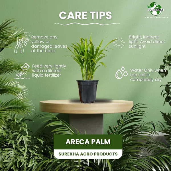 Areca_Palm_Indoor_Plant_With_Pot