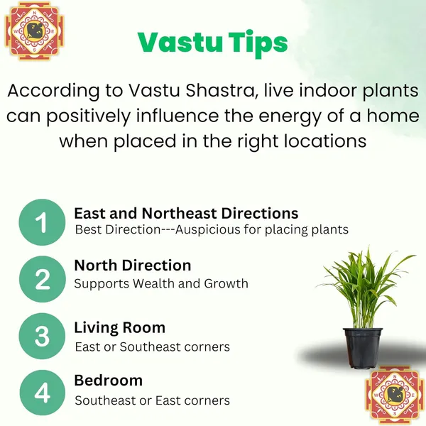 Areca_Palm_Indoor_Plant_With_Pot