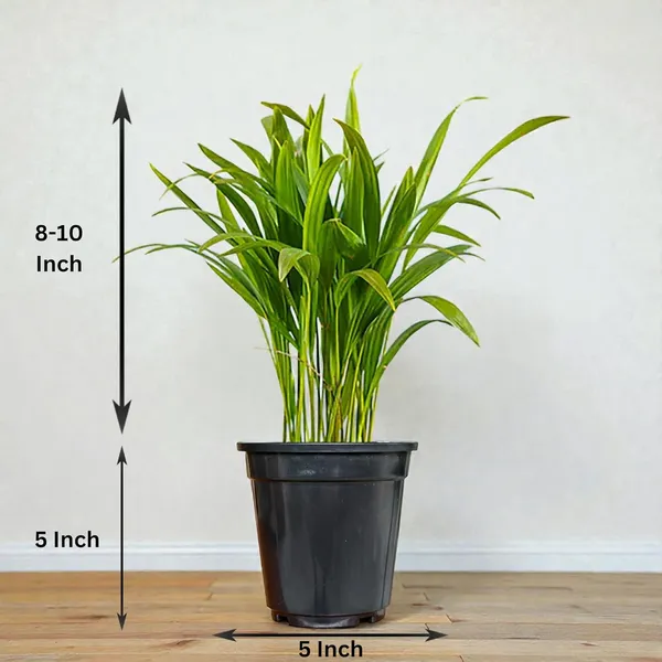 Areca_Palm_Indoor_Plant_With_Pot