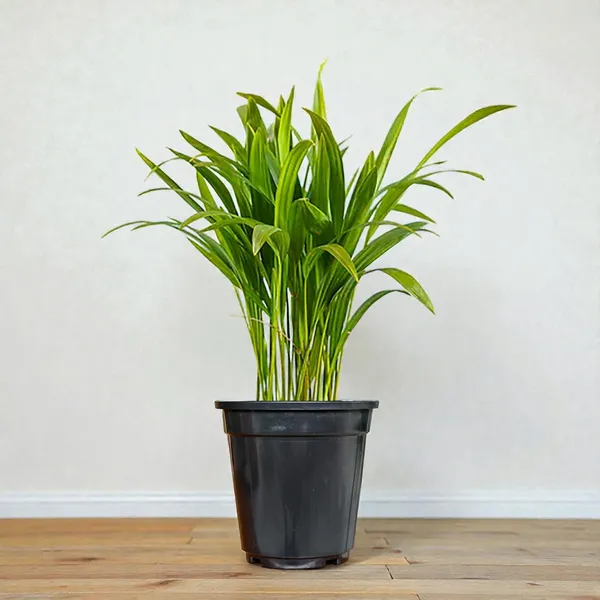 Areca_Palm_Indoor_Plant_With_Pot
