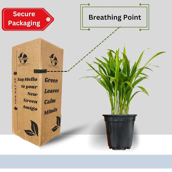 Areca_Palm_Indoor_Plant_With_Pot