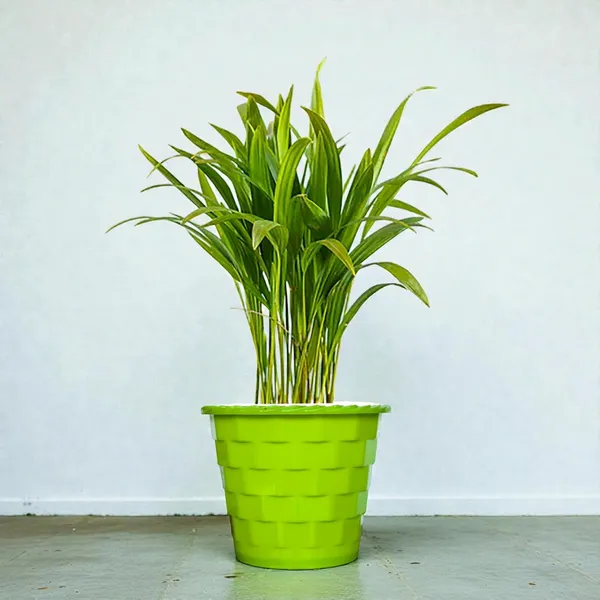 Areca_Palm_Indoor_Plant_With_Pot
