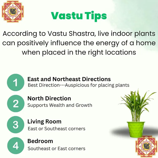 Areca_Palm_Indoor_Plant_With_Pot