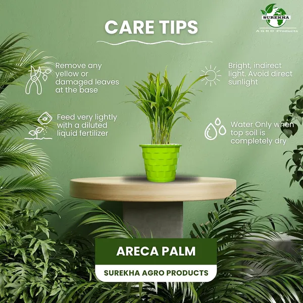 Areca_Palm_Indoor_Plant_With_Pot