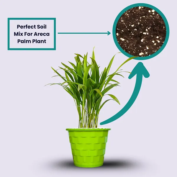 Areca_Palm_Indoor_Plant_With_Pot