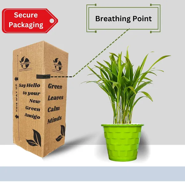 Areca_Palm_Indoor_Plant_With_Pot
