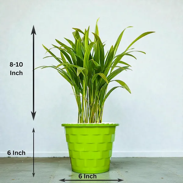 Areca_Palm_Indoor_Plant_With_Pot