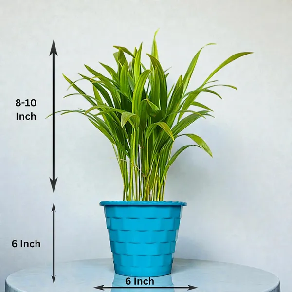 Areca_Palm_Live_Indoor_Plant_In_Pot