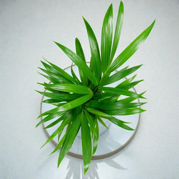 Areca_Palm_Live_Indoor_Plant_In_Pot