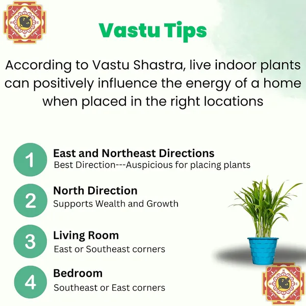Areca_Palm_Live_Indoor_Plant_In_Pot
