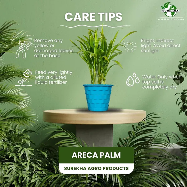 Areca_Palm_Live_Indoor_Plant_In_Pot