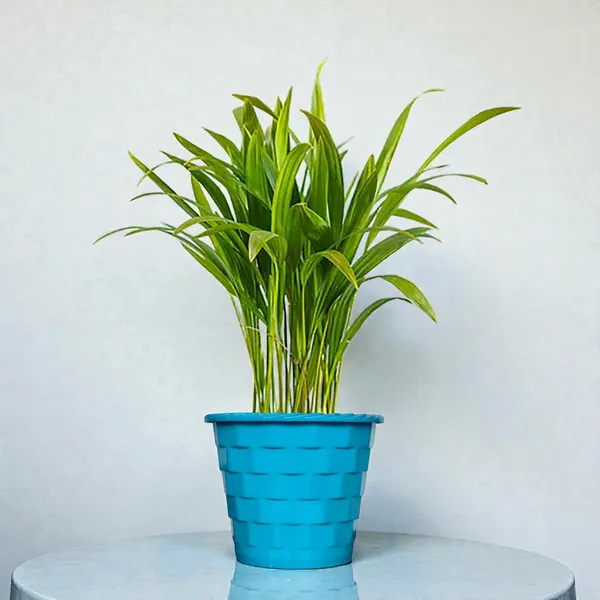 Areca_Palm_Live_Indoor_Plant_In_Pot