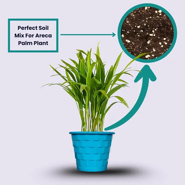 Areca_Palm_Live_Indoor_Plant_In_Pot