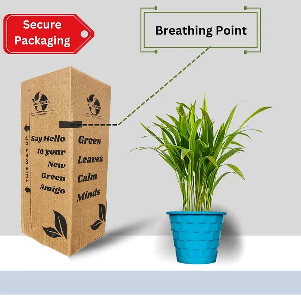 Areca_Palm_Live_Indoor_Plant_In_Pot