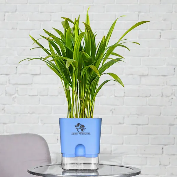 Areca_Palm_Live_Indoor_Plant_In_Self_Watering_Pot