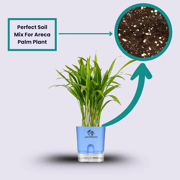Areca_Palm_Live_Indoor_Plant_In_Self_Watering_Pot