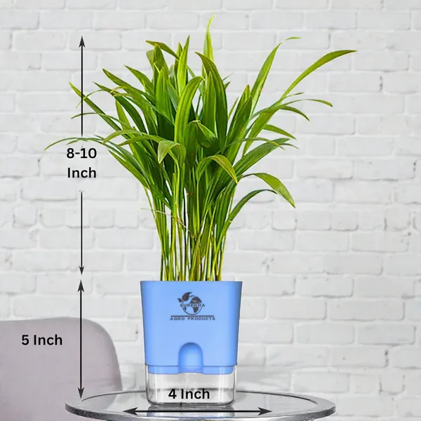 Areca_Palm_Live_Indoor_Plant_In_Self_Watering_Pot
